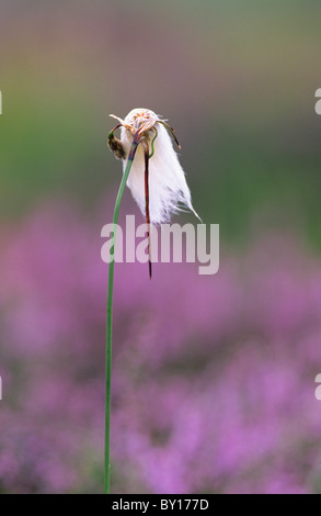 Erba di cotone su heather moor, Ilkley, West Yorkshire, Regno Unito Foto Stock