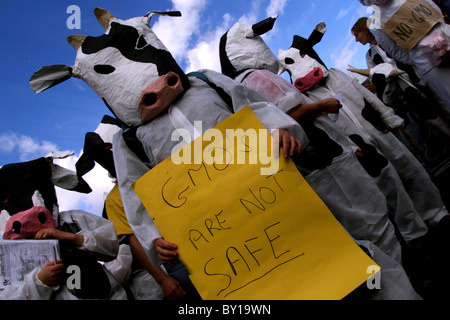 Un anti-GM protesta. Foto Stock