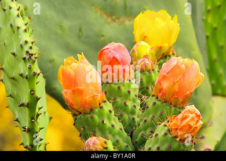 Opuntie - opuntia 15 Foto Stock