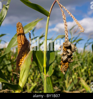 Vista ravvicinata dell'impianto di mais ibrido che mostra le fasi di sviluppo di orecchie e nappine in un campo sotto un cielo azzurro Foto Stock