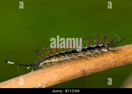 Caterpillar Hylesia 'continua' dal Costa Rica" Foto Stock