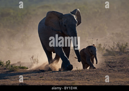 Elefante africano mucca con vitello (Loxodonta africana) profilarsi in polvere, Addo Elephant Park, Sud Africa Foto Stock