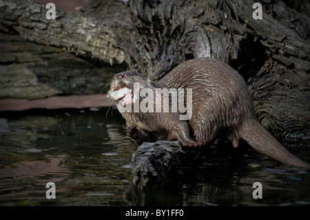 Asian breve artigliato Otter alimentazione su albero caduto Foto Stock