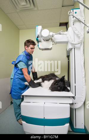 Cane riceve un x-ray presso una clinica veterinaria Foto Stock