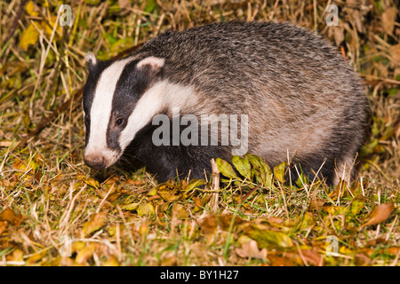 BADGER Meles meles IN PIEDI IN Foglie di autunno Foto Stock