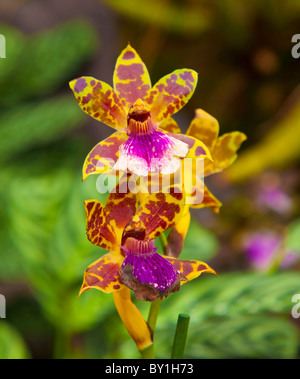 Giallo viola Miltonia orchid flower close up Foto Stock