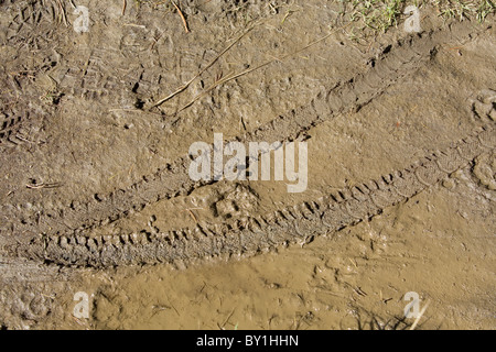 Le tracce lasciate da mountain bike su un sentiero fangoso nelle Alpi Italiane Foto Stock
