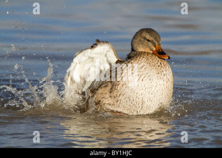 Il germano reale (Anas platyrhynchos), femmina adulta, Balneazione sul lago, Slimbridge, Gloucestershire, Inghilterra, Gennaio Foto Stock