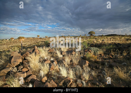 La Namibia, Keetmanshoop. Faretra Tree "foreste" nella luce del mattino. Foto Stock