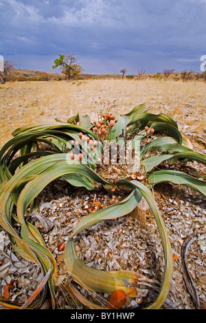 La Namibia, Damaraland. Welwitchia mirablis in Damarland Foto Stock