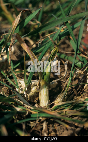 Stelo rigonfiato danni al frumento provocate da gotta fly (Chlorops pumilionis) larve Foto Stock