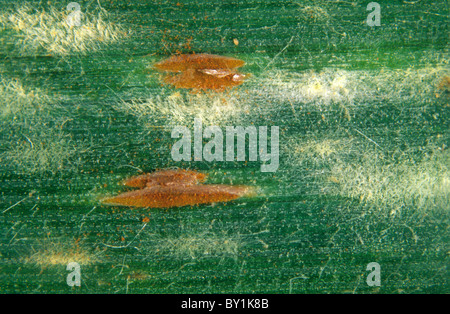 Muffa in polvere (Erysiphe graminis) e ruggine bruna (Puccinia triticia) su foglie di bromo selvatico Foto Stock