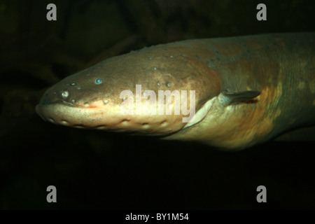 Anguilla elettrica elettroforo electricus Foto Stock