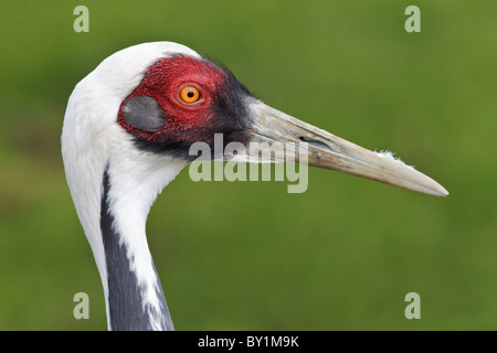 Le specie rare e minacciate bianco gru a collo alto - Bianco naped Crane - Grus vipio allevati in cattività campione - studio del viso Foto Stock