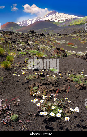 Cenere vulcanica sulle pendici dell'Etna, attiva montagna olcanica, Sicilia Foto Stock
