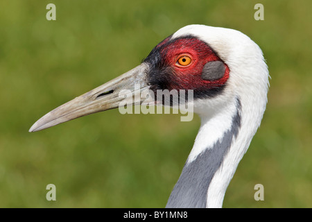 Le specie rare e minacciate bianco gru a collo alto - Bianco naped Crane - Grus vipio allevati in cattività campione - studio del viso Foto Stock