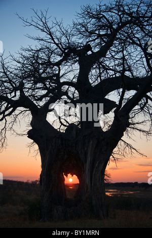 Sunrise attraverso un grande foro nel tronco di un baobab albero che cresce sulle rive del Grande Fiume Ruaha in Ruaha National Foto Stock