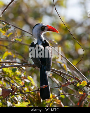 Un Ruaha rosso-fatturati hornbill. Questa specie di hornbill (Tockus ruahae) solo recentemente è stata identificata. Foto Stock