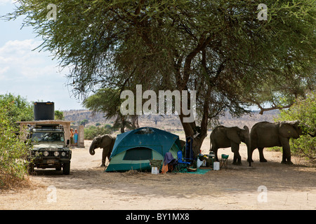 Gli elefanti visita un campeggio nel Ruaha National Park, avvicinando troppo stretta per il massimo comfort! Foto Stock