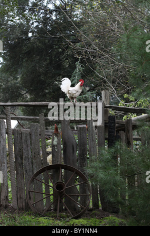 Un gallo bianco in piedi su una staccionata di legno. Foto Stock