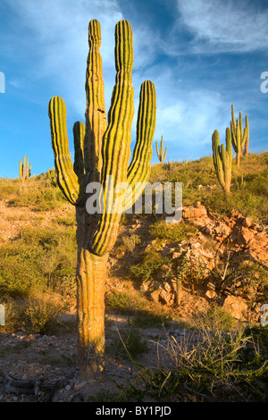 Cardon Cactus (Pachycereus Pringlei) in Baja, Messico Foto Stock