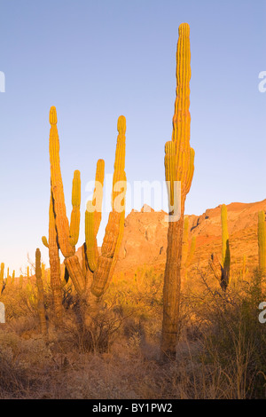 Cardon Cactus (Pachycereus Pringlei) in Baja, Messico Foto Stock