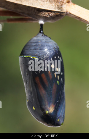 Farfalla monarca crisalide Foto Stock