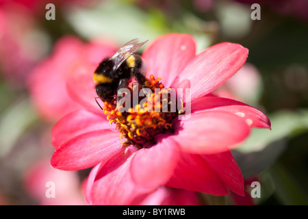 Bumblebee bere il nettare da un fiore Foto Stock