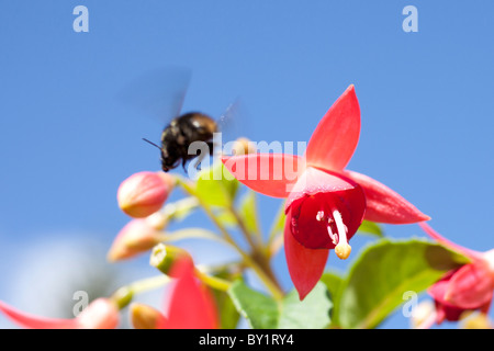 Bee in volo dopo aver bevuto da un fiore Foto Stock