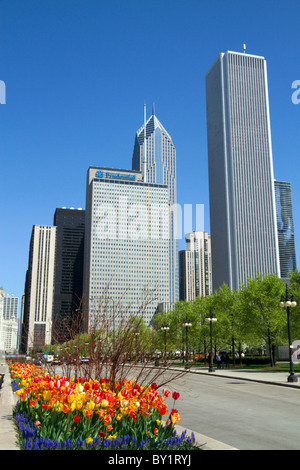 I tulipani in fiore al Millennium Park di Chicago, Illinois, Stati Uniti d'America. Foto Stock