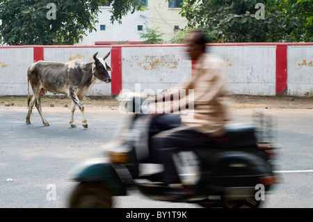 Una mucca a passeggio tra il traffico sulle strade di Agra in India Foto Stock