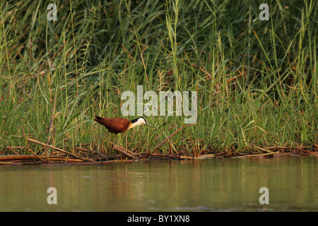 Jacana africana (Actophilornis africana) sulla banca del fiume di Okavango, Botswana. Foto Stock