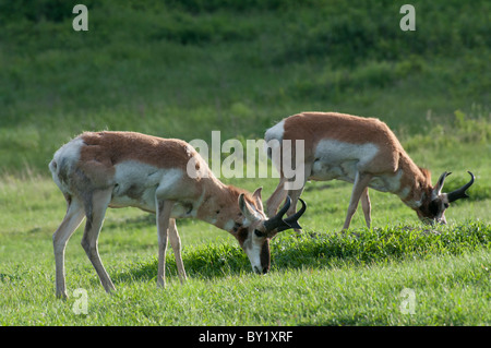 Pronghorn, nome scientifico Antilocapra americana pascolano all'aperto in un pascolo. Foto Stock