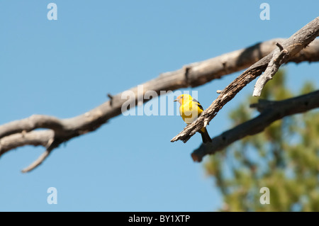 Un western tanager, nome scientifico piranga ludoviciana, si affaccia sul mondo dal suo pesce persico. Foto Stock