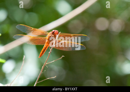 Un arancione dragonfly, la fiamma schiumarola, nome scientifico libellula saturata, poggia su un ramo. Foto Stock