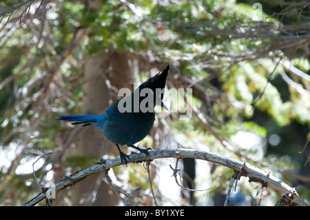 Un Steller Jay, nome scientifico Cyanocitta Stelleri guarda il mondo da un ramo di alta. Foto Stock