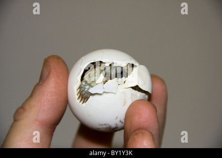 Baby African spronato tartaruga (Geochelone sulcata) nell'uovo Foto Stock