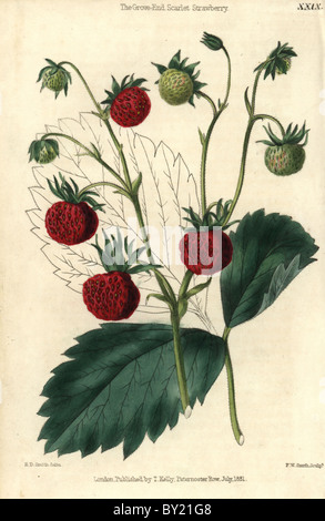 Mature e frutta verde di Grove fine Scarlet Fragola, Fragaria x ananassa. Foto Stock