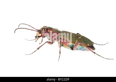 Green Tiger Beetle (Cicindela campestris). Powys, Galles. Foto Stock