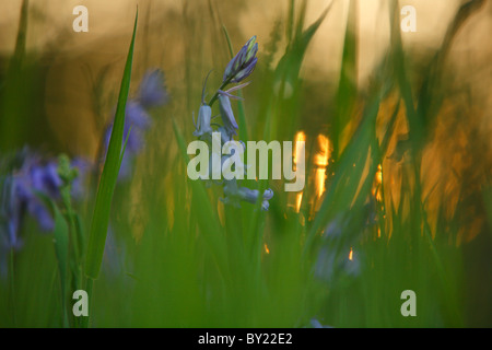 Bluebells (Endimione non scriptus) fioritura in prati al tramonto. Powys, Wales, Regno Unito. Foto Stock