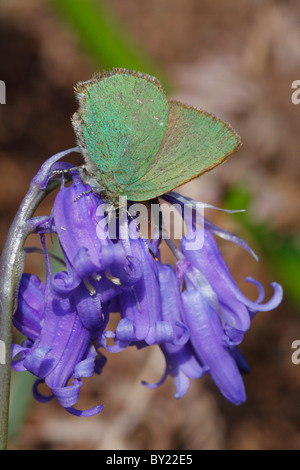 Verde butterfly Hairstreak ( Callophrys rubi ) feding su un bluebell. Powys, Wales, Regno Unito. Foto Stock