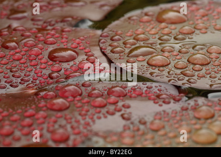 Le gocce di pioggia sulle foglie fresche di ninfea (Nymphaea sp.). Foto Stock