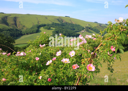 La rosa canina (Rosa canina agg.) fioritura. Powys, Wales, Regno Unito. Foto Stock