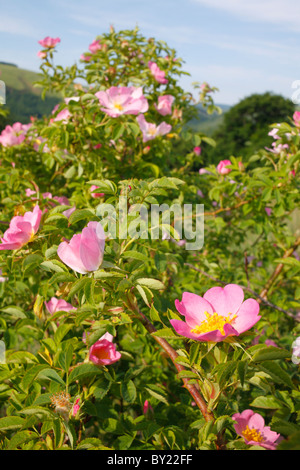 La rosa canina (Rosa canina agg.) fioritura. Powys, Wales, Regno Unito. Foto Stock