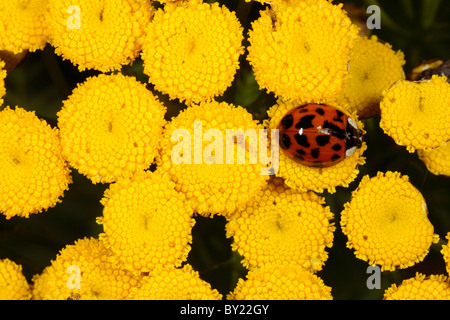 Harlequin Ladybird (Harmonia axyridis) su wild Tansy, introdotte specie di peste. Powys, Galles. Foto Stock