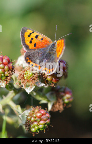 Piccola di rame (farfalla Lycaena phlaeas) crogiolarsi sulle nazioni unite-blkackberries mature. Powys, Galles. Foto Stock