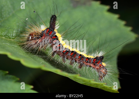 Larva di un Pugnale grigio tarma (Acronicta psi) su una foglia di rose. Powys, Galles. Foto Stock