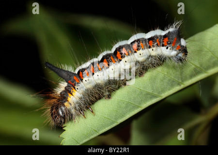 Larva di un Pugnale grigio tarma (Acronicta psi) su una foglia di rose. Powys, Galles. Foto Stock