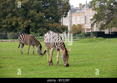 Inghilterra, nel Gloucestershire. Le pianure zebra pascolo a la Cotswold Wildlife Park vicino a Burford. Foto Stock