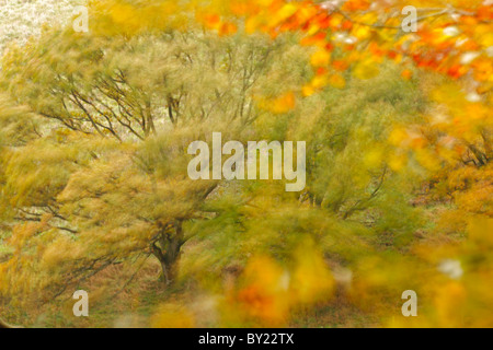 Rovere (Quercus petraea) alberi in un autunno gale. Powys, Wales, Regno Unito Foto Stock